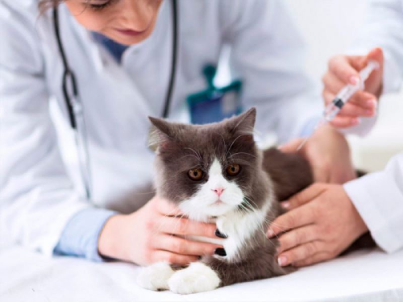 analisis cllinicos veterinarios gijon