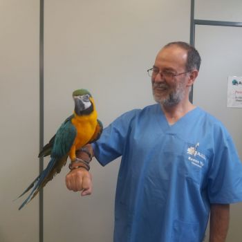 Asistencia veterinaria integral Gijón