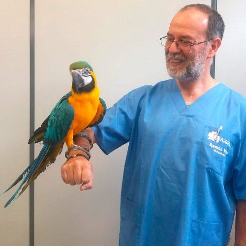 Ramón Vidal Veterinario Gijón Ramón Vidal Veterinario Gijón