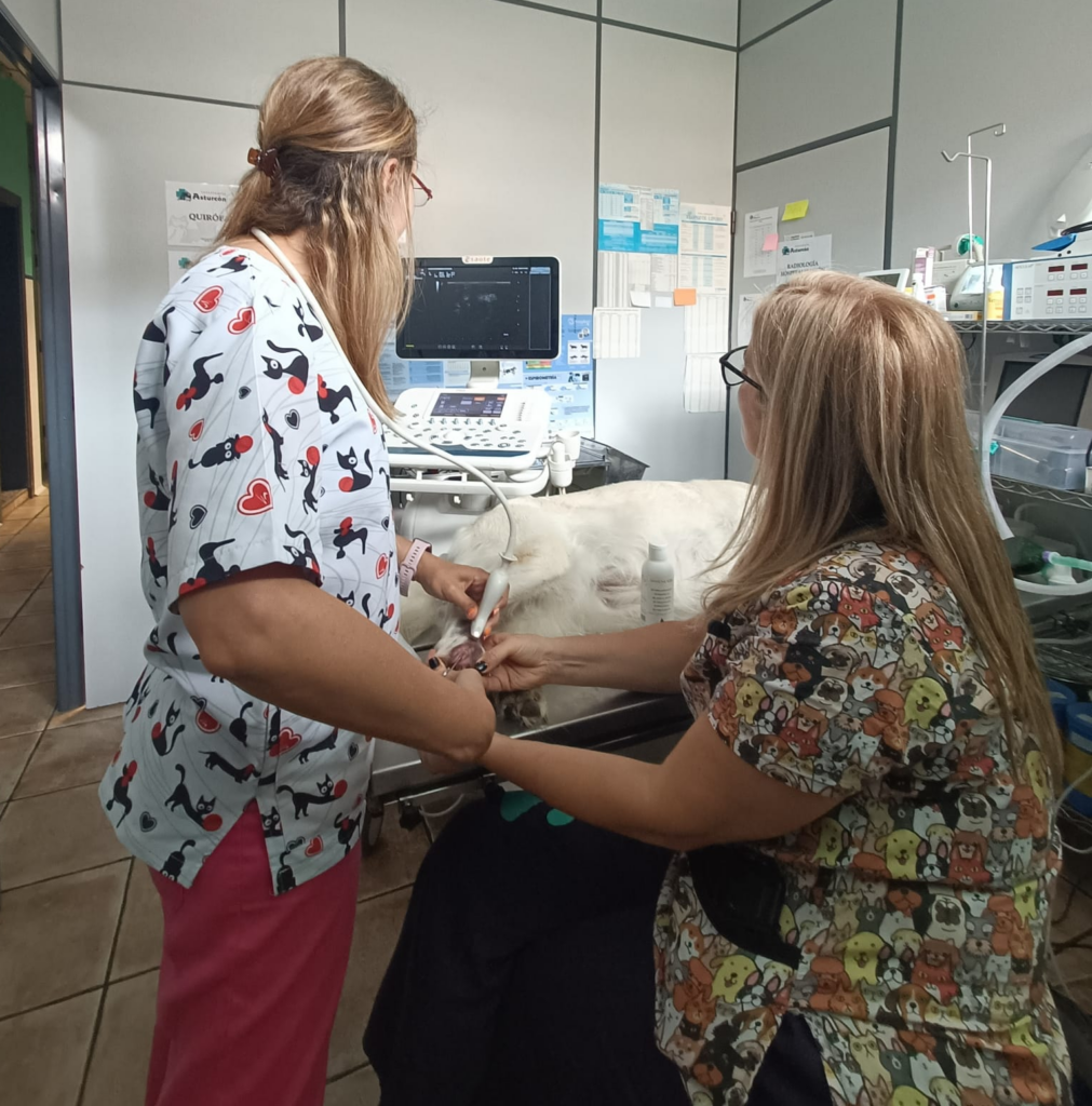 Clínica Veterinaria en Gijón Clínica Veterinaria en Gijón